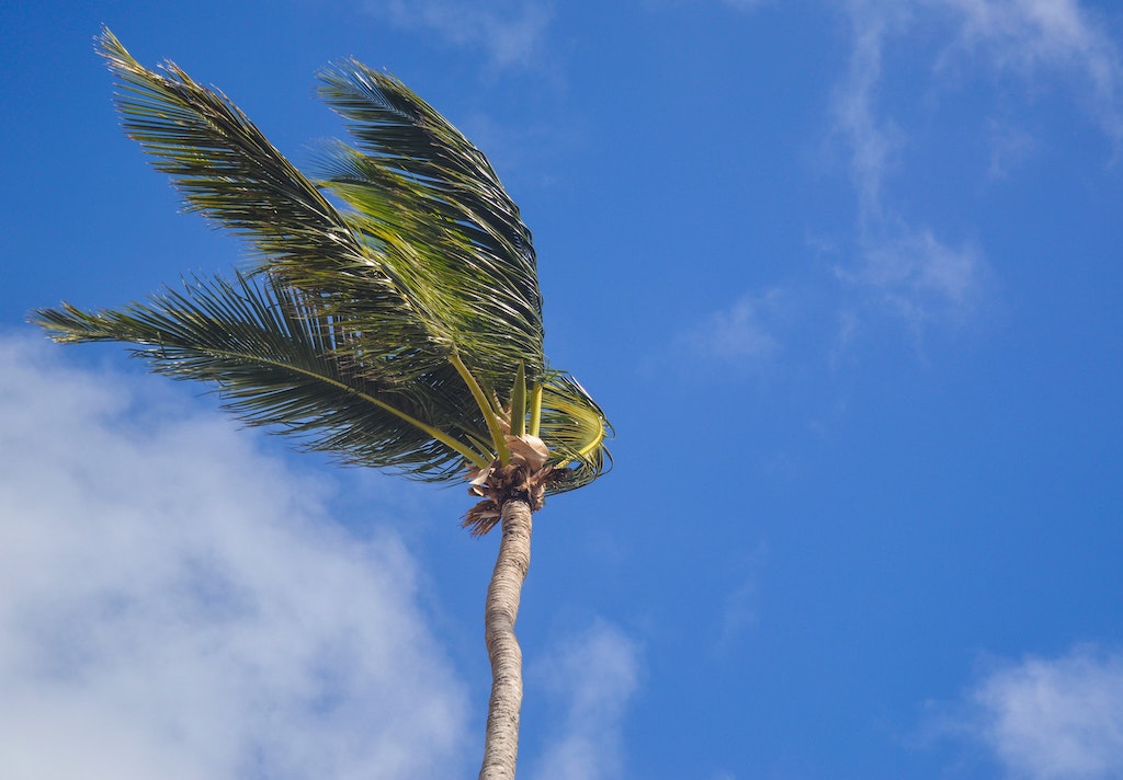 windy