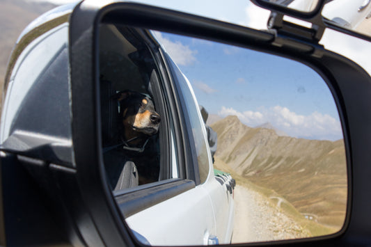 How To Go Overland Adventuring With Your Dog