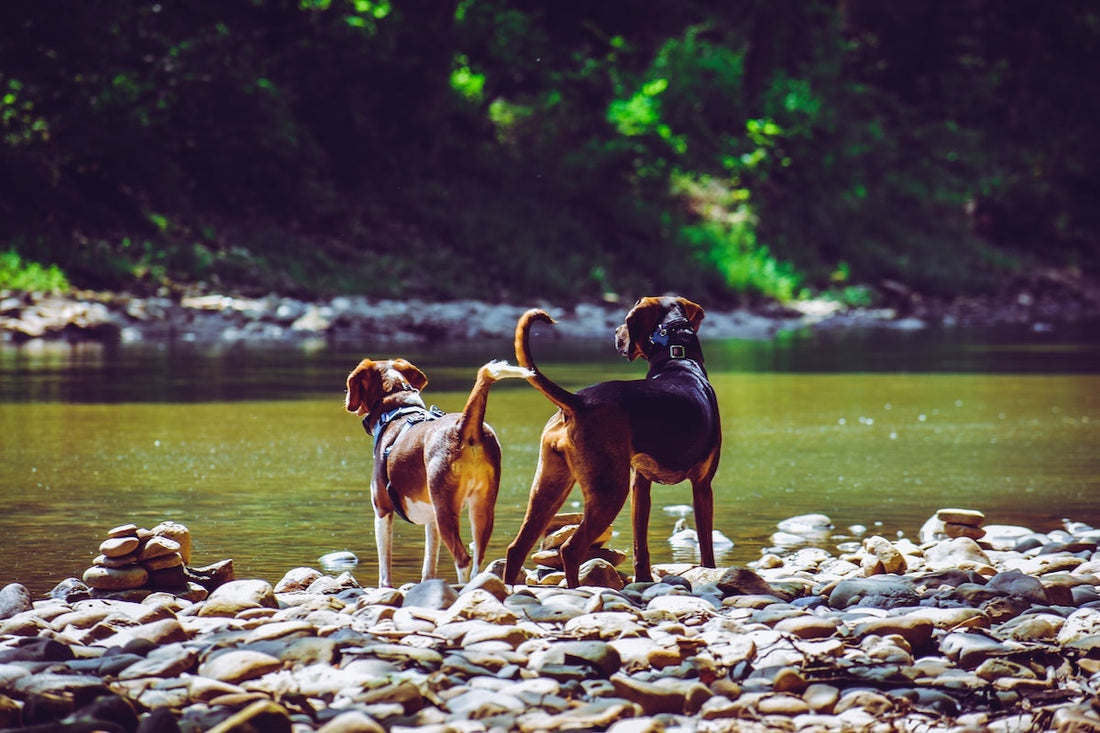 Best Portable Dog Fence for Camping and RV